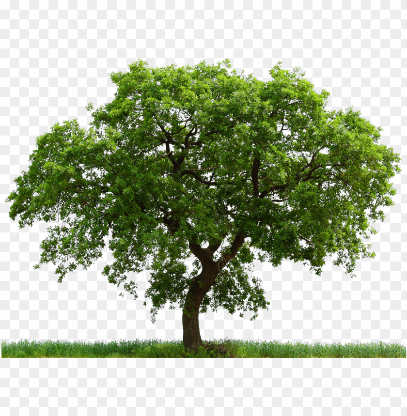 Detail Tree With Transparent Background Nomer 28