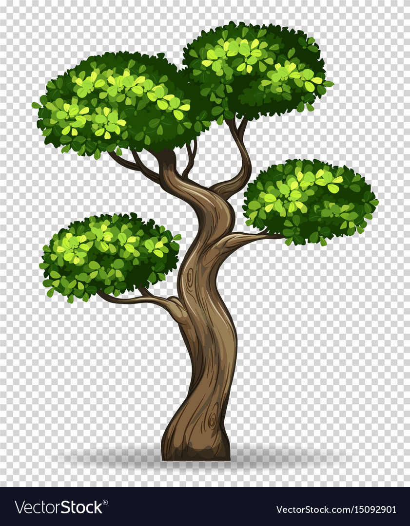 Detail Tree With Transparent Background Nomer 29