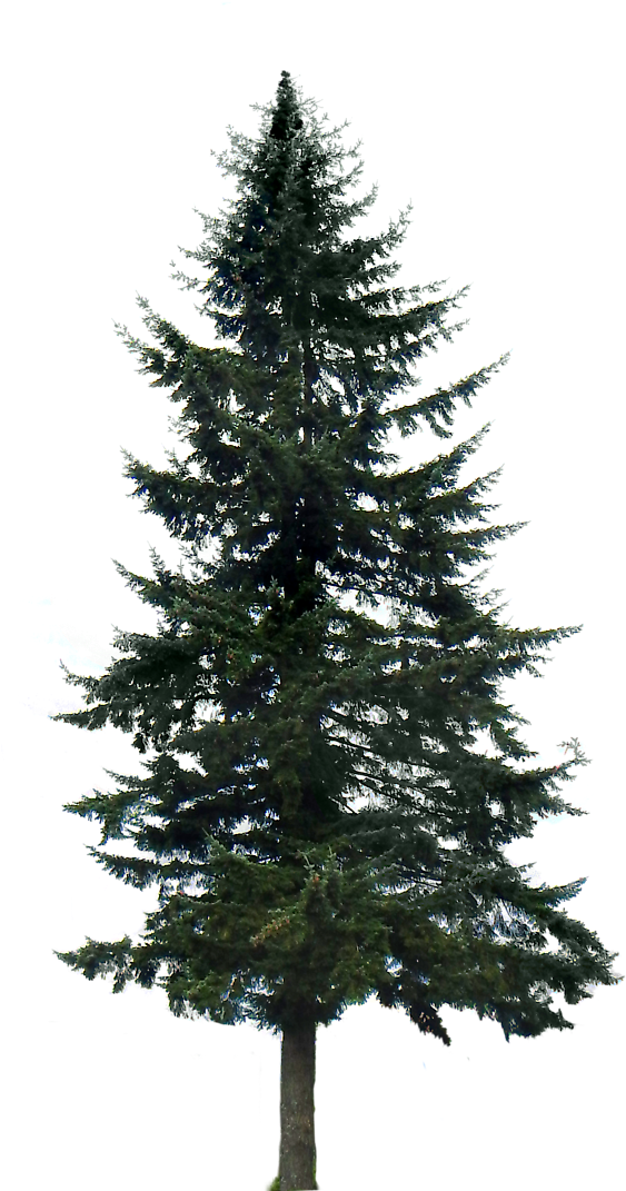 Detail Tree With Transparent Background Nomer 33