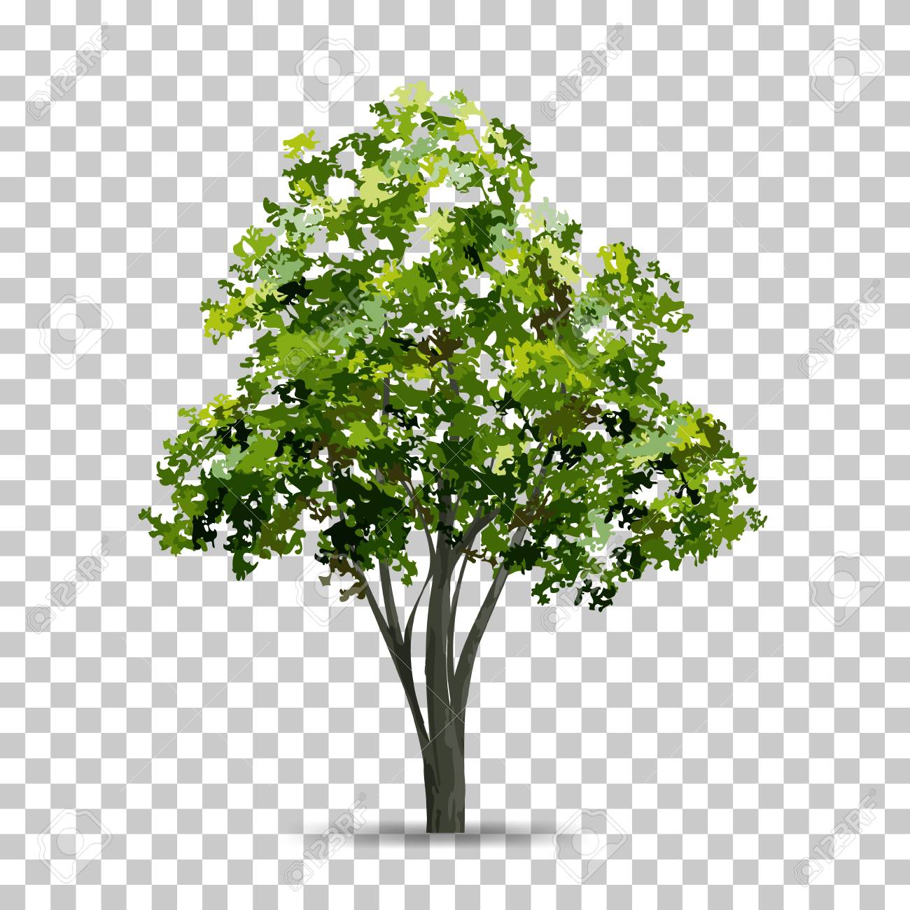 Detail Tree With Transparent Background Nomer 34