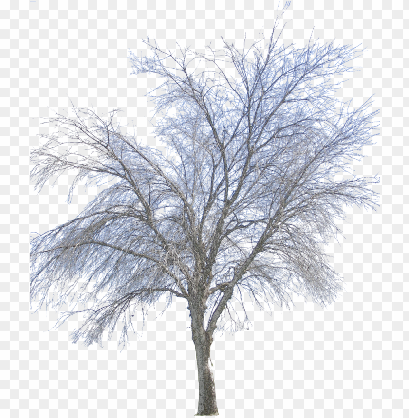 Detail Tree With Transparent Background Nomer 45