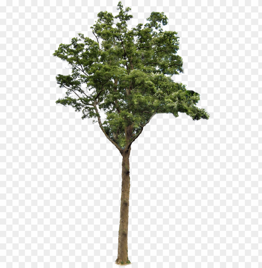 Tree Without Background Png - KibrisPDR