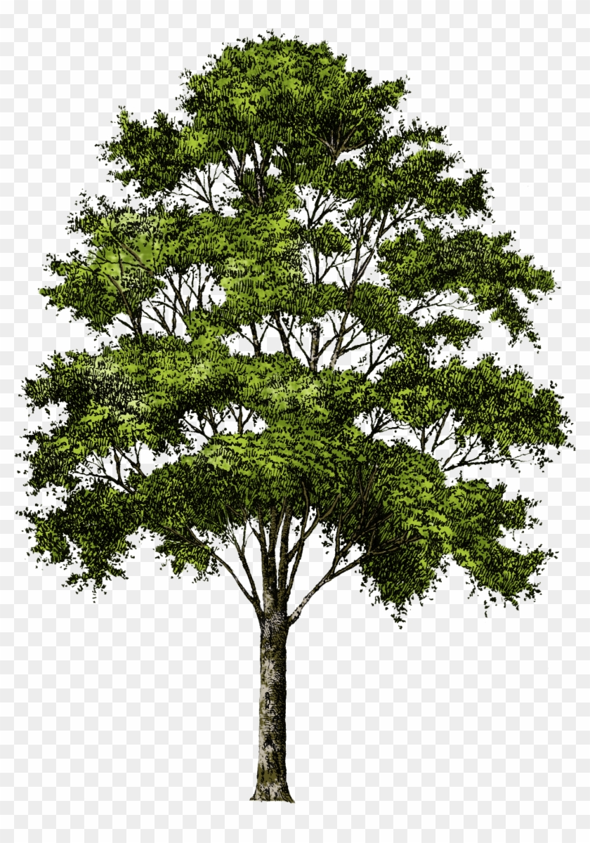 Detail Tree Without Background Png Nomer 12