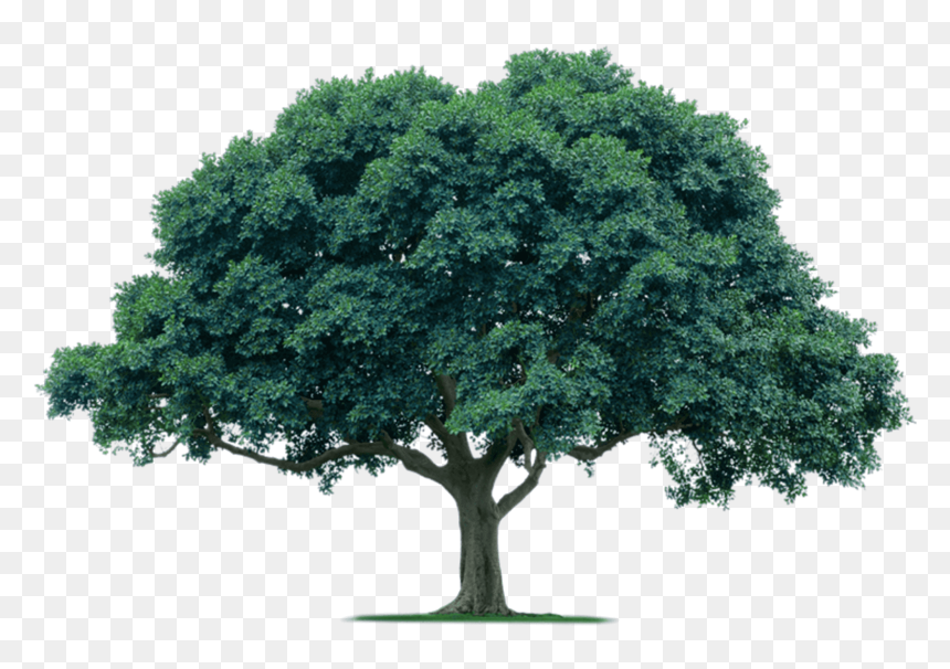 Detail Tree Without Background Png Nomer 13
