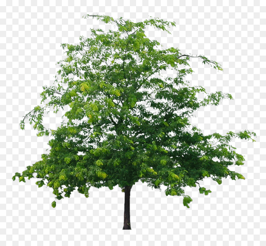 Detail Tree Without Background Png Nomer 16