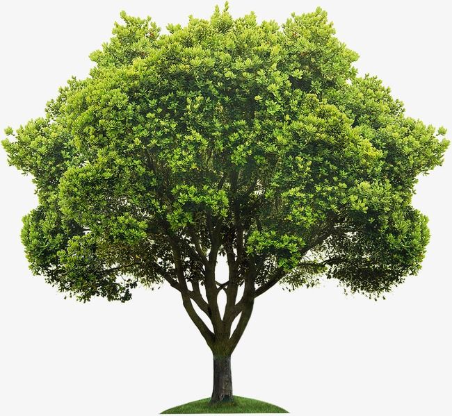 Detail Tree Without Background Png Nomer 21