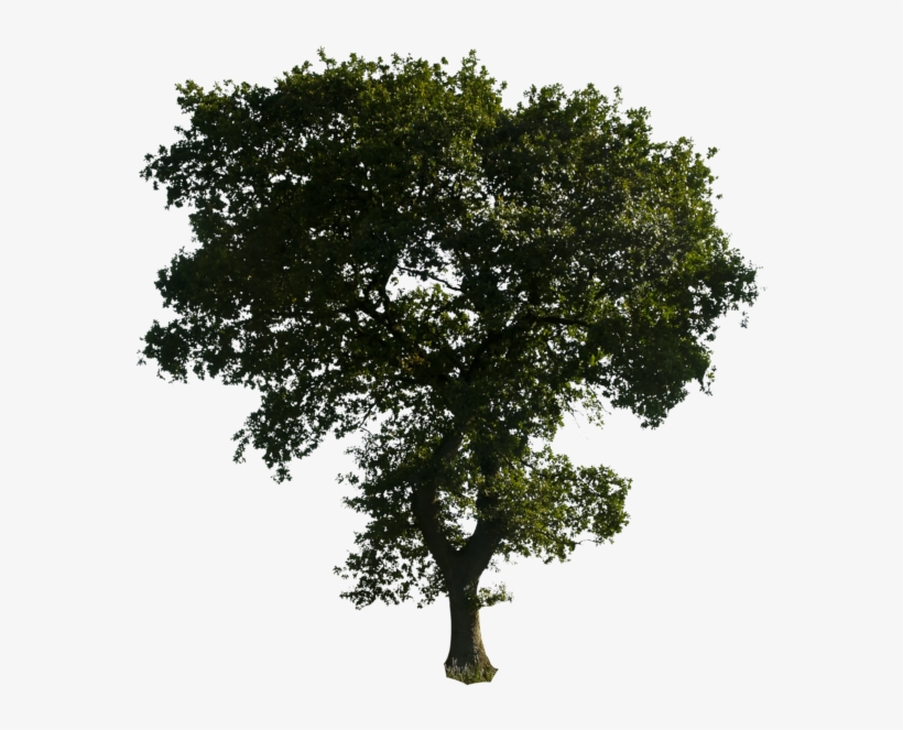 Detail Tree Without Background Png Nomer 23