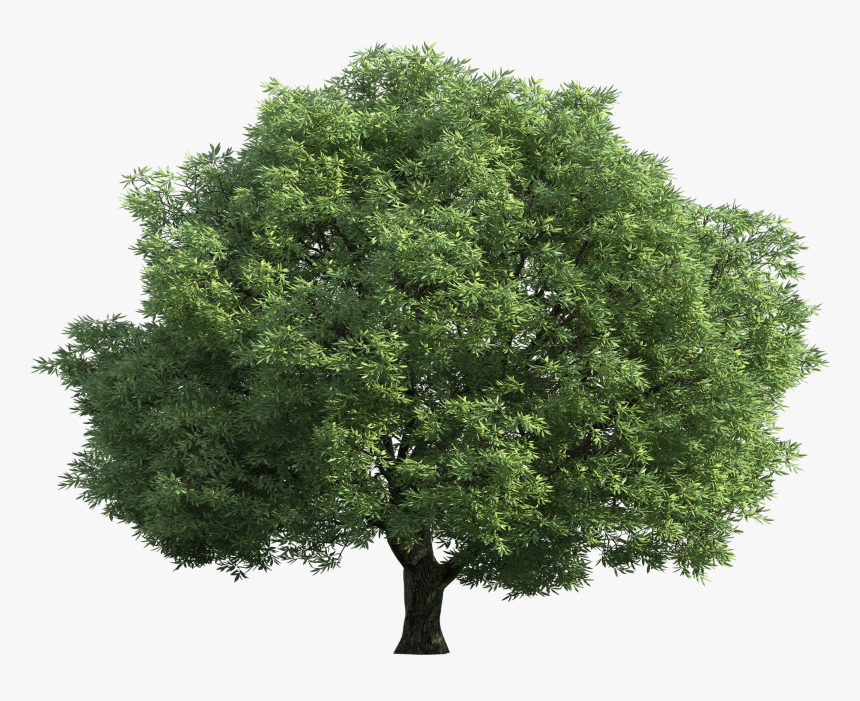 Detail Tree Without Background Png Nomer 25