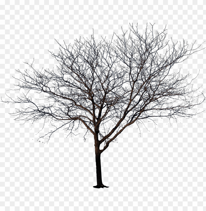 Detail Tree Without Background Png Nomer 28
