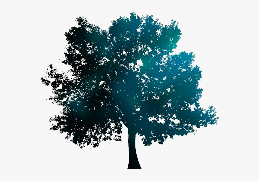 Detail Tree Without Background Png Nomer 30