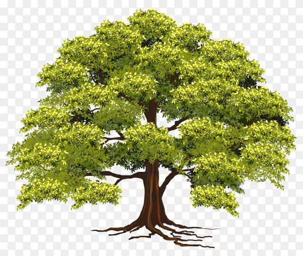 Detail Tree Without Background Png Nomer 38