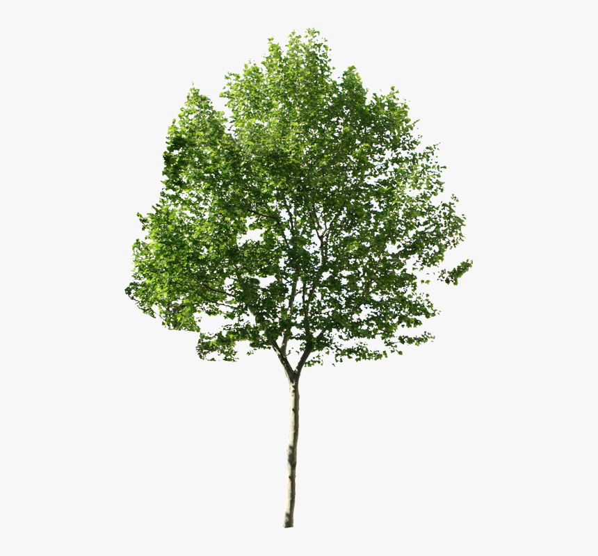 Detail Tree Without Background Png Nomer 41