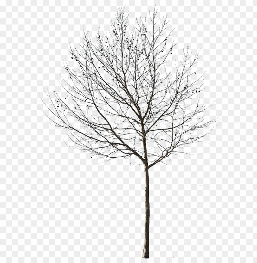 Detail Tree Without Background Png Nomer 42