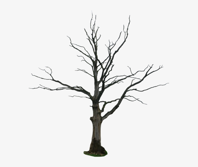 Detail Tree Without Background Png Nomer 43