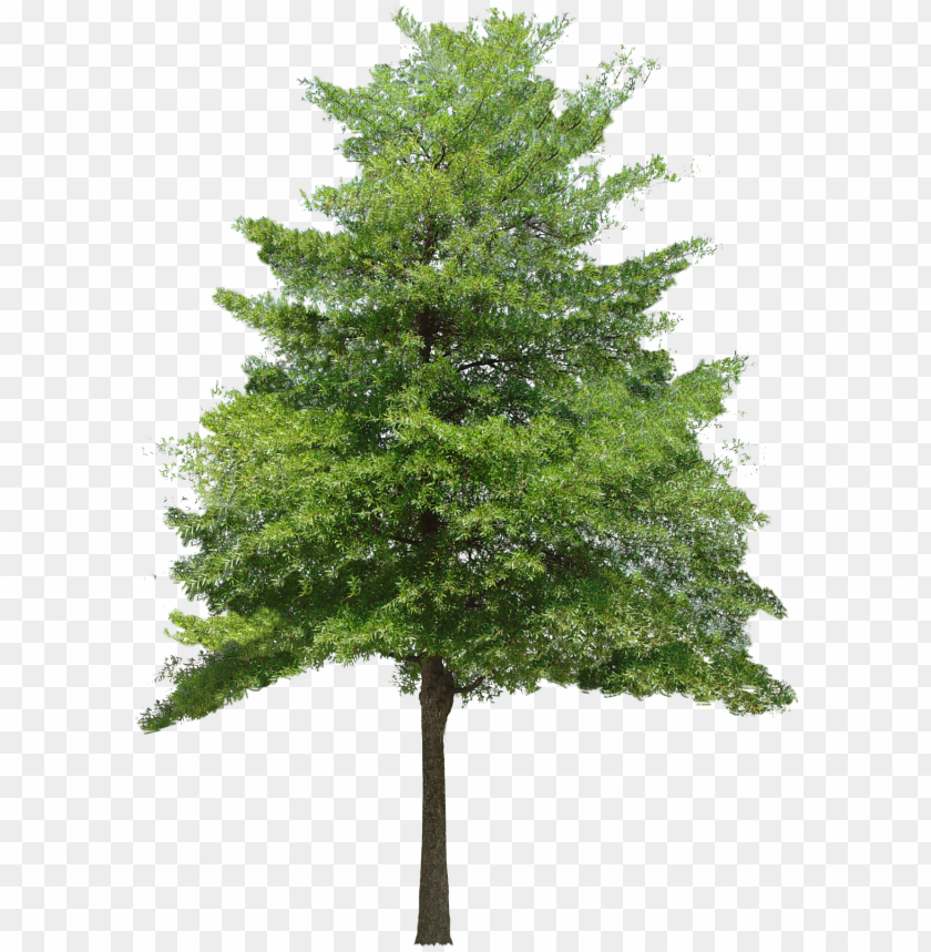 Download Tree Without Background Png Nomer 6