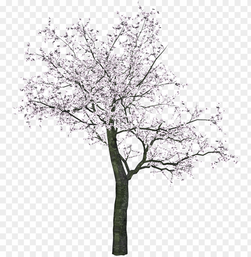 Detail Tree Without Background Png Nomer 49
