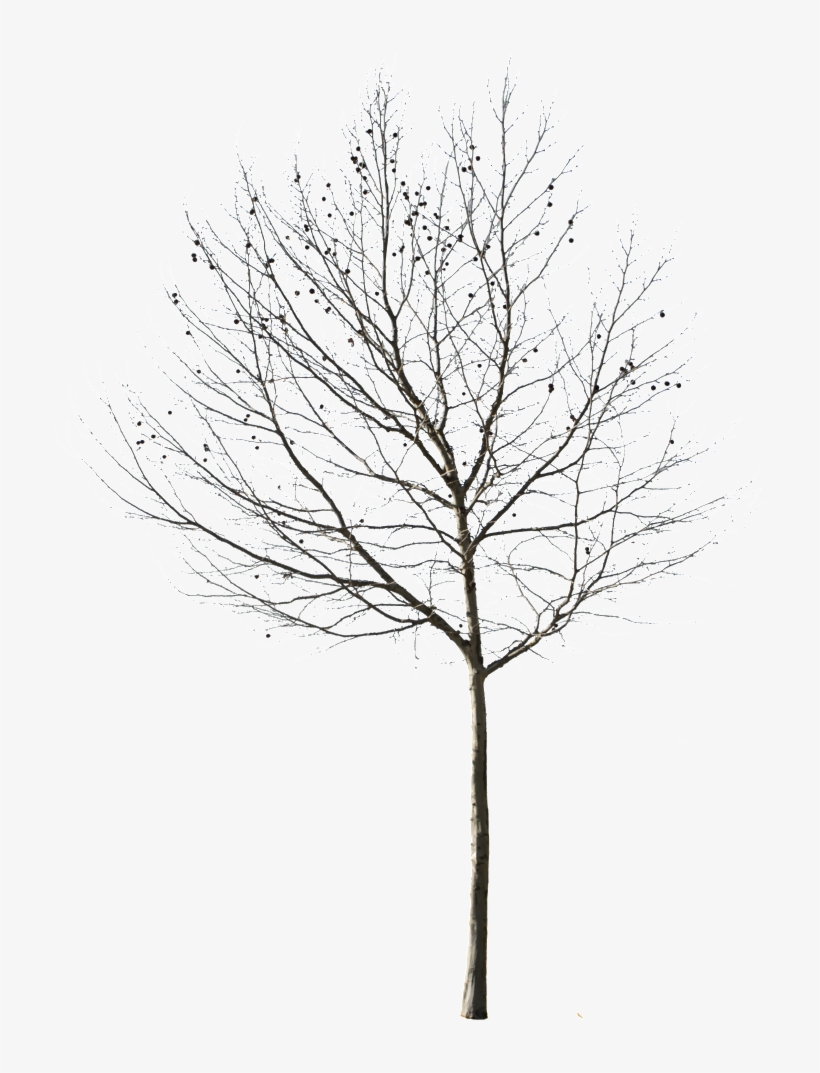 Detail Tree Without Background Png Nomer 52