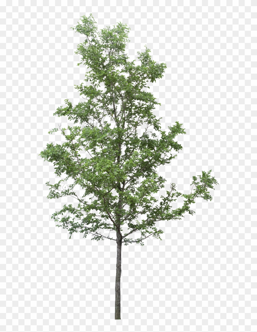 Detail Tree Without Background Png Nomer 7