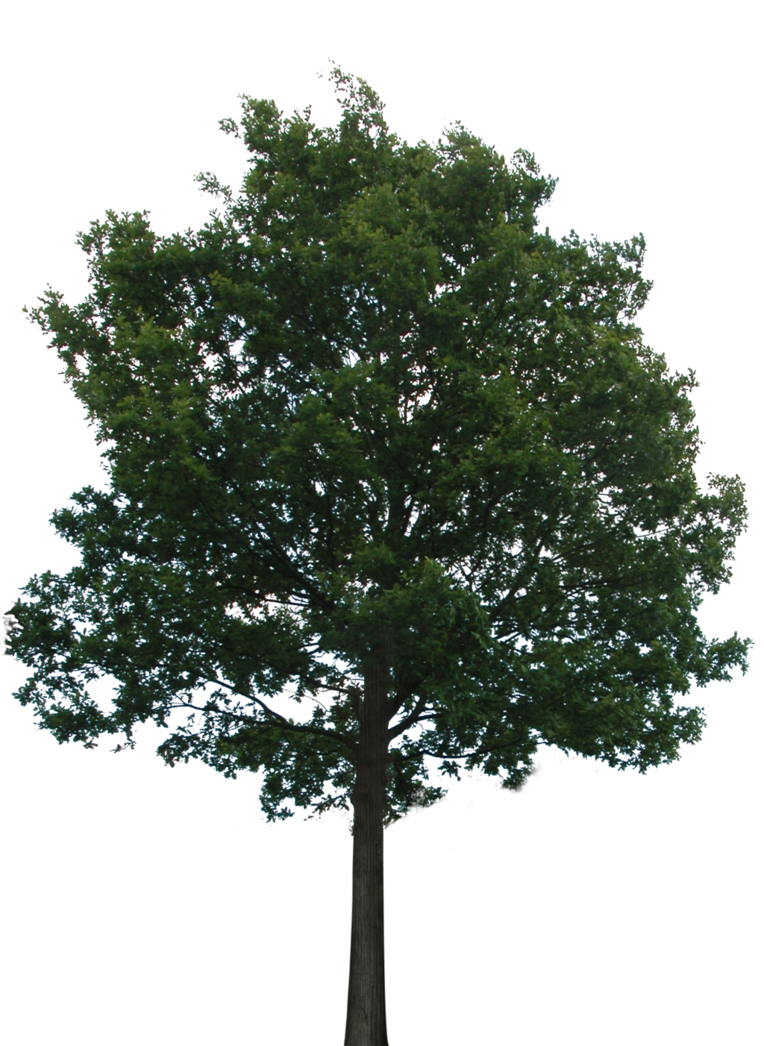 Detail Tree Without Background Png Nomer 8