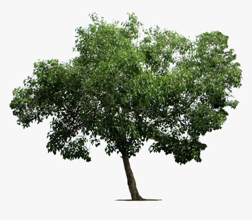 Detail Trees Download Nomer 14