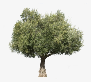 Detail Trees Download Nomer 26
