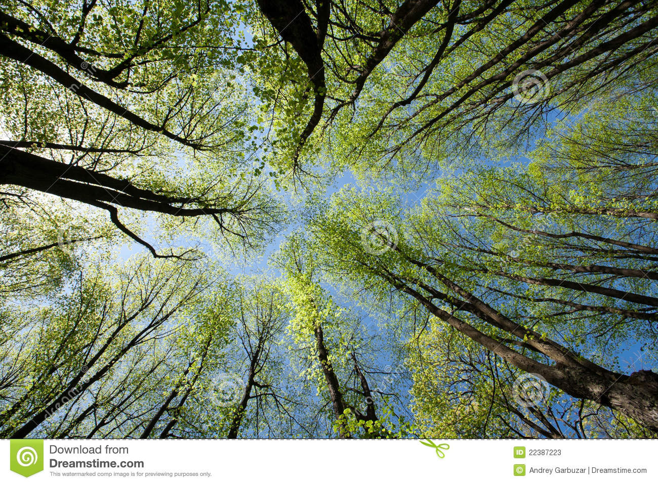 Detail Trees Download Nomer 34