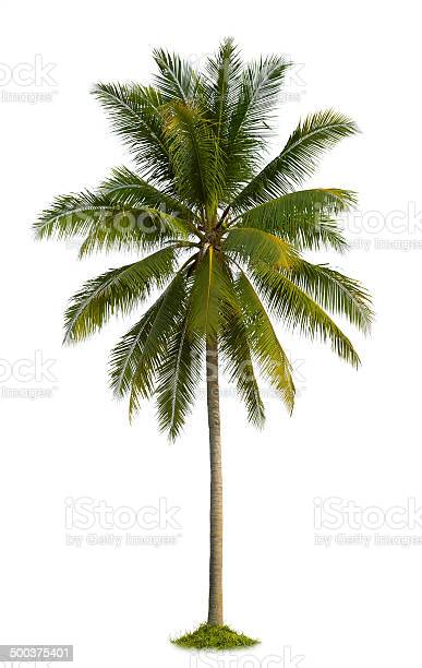 Detail Trees Download Nomer 35