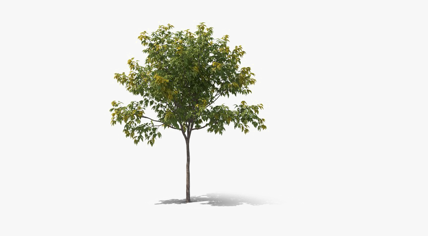 Detail Trees Download Nomer 39