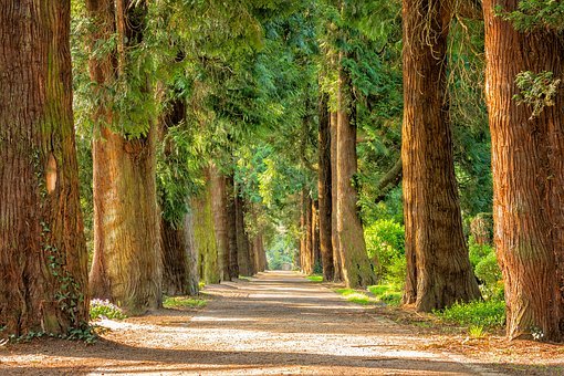 Detail Trees Download Nomer 40