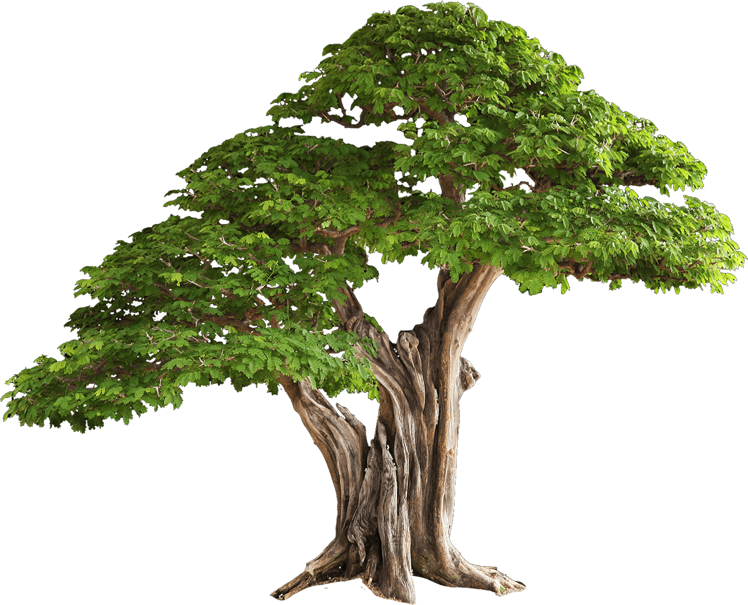 Detail Trees Download Nomer 43