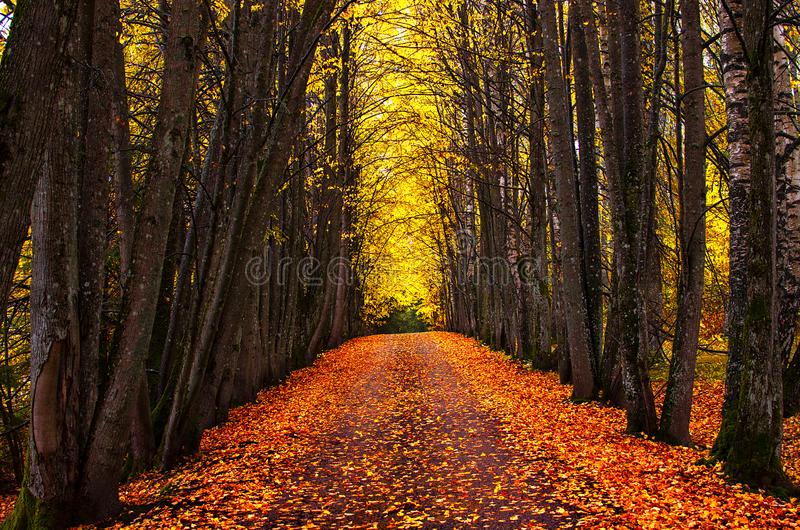 Detail Trees Download Nomer 47