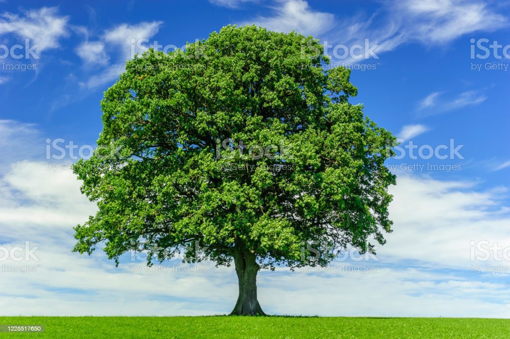 Detail Trees Download Nomer 49