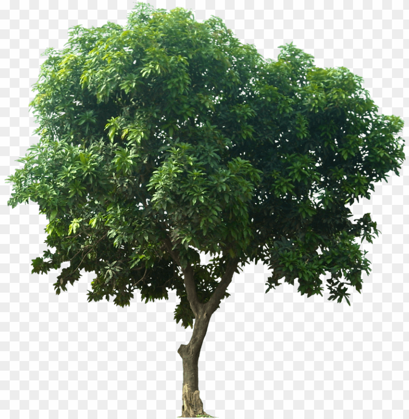 Detail Trees Download Nomer 51