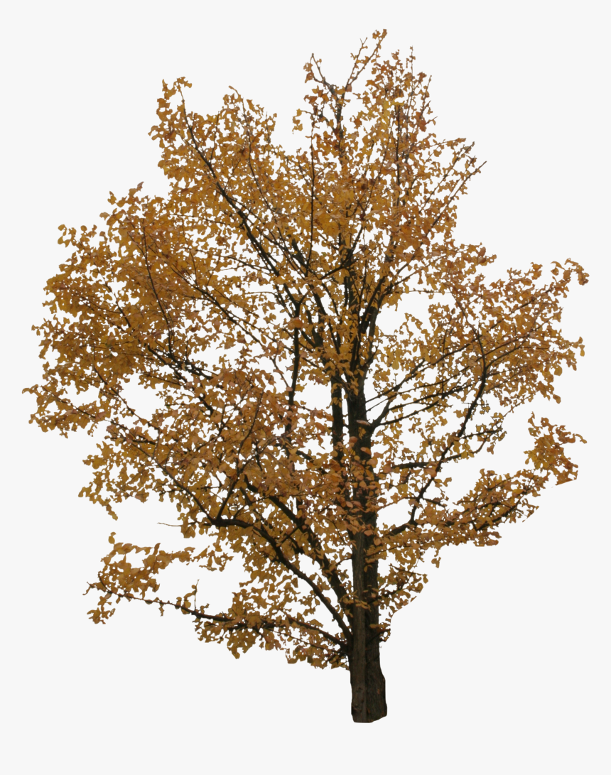 Detail Trees Download Nomer 53