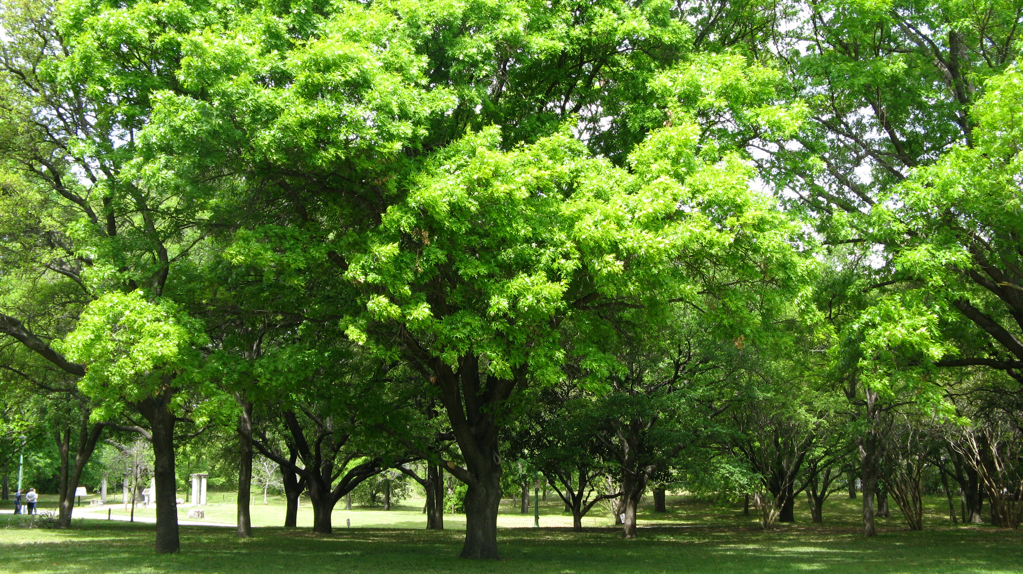 Download Trees Free Images Nomer 42