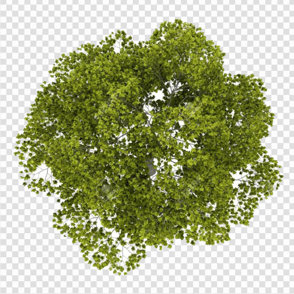 Detail Trees From Above Png Nomer 9