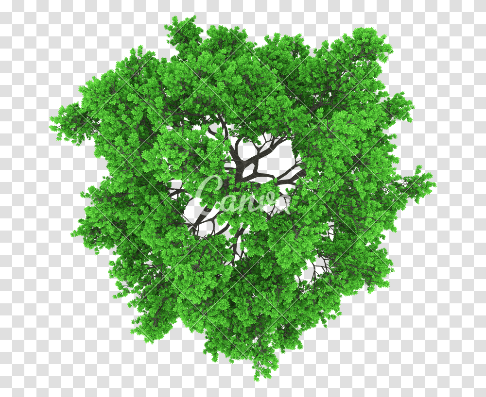 Detail Trees From Above Png Nomer 18