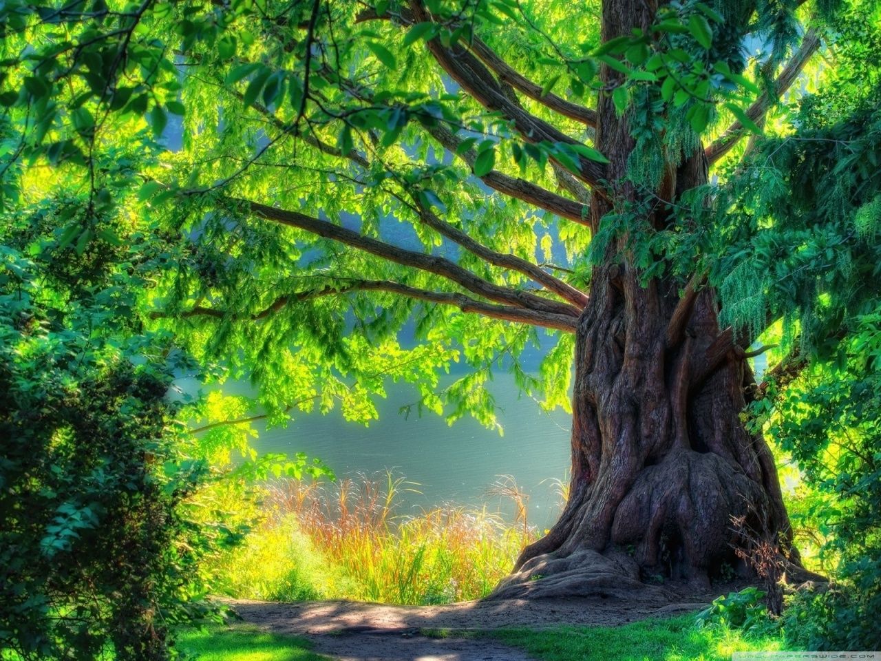 Detail Trees Images Hd Nomer 11