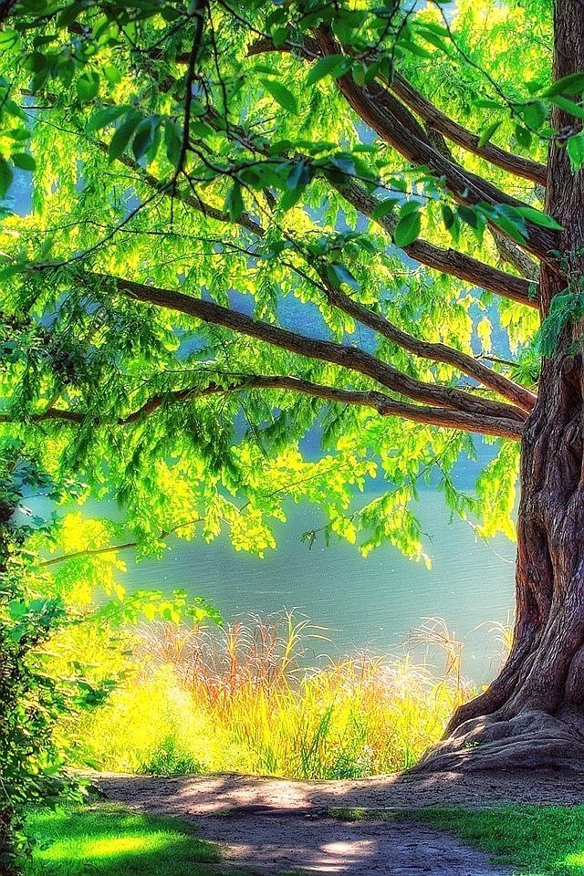 Detail Trees Images Hd Nomer 14