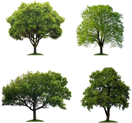 Detail Trees Images Hd Nomer 15