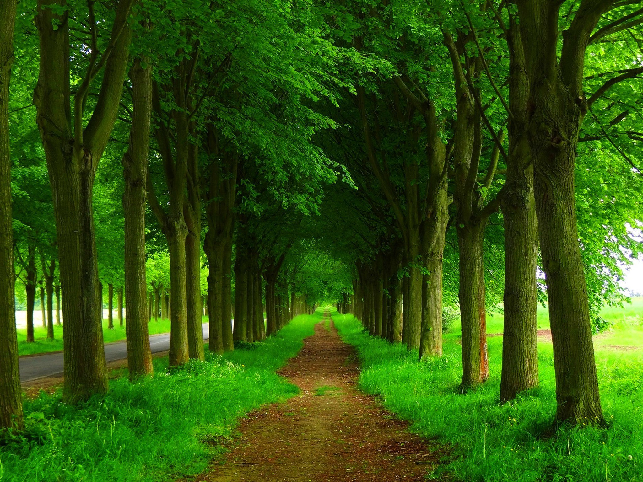 Detail Trees Images Hd Nomer 22