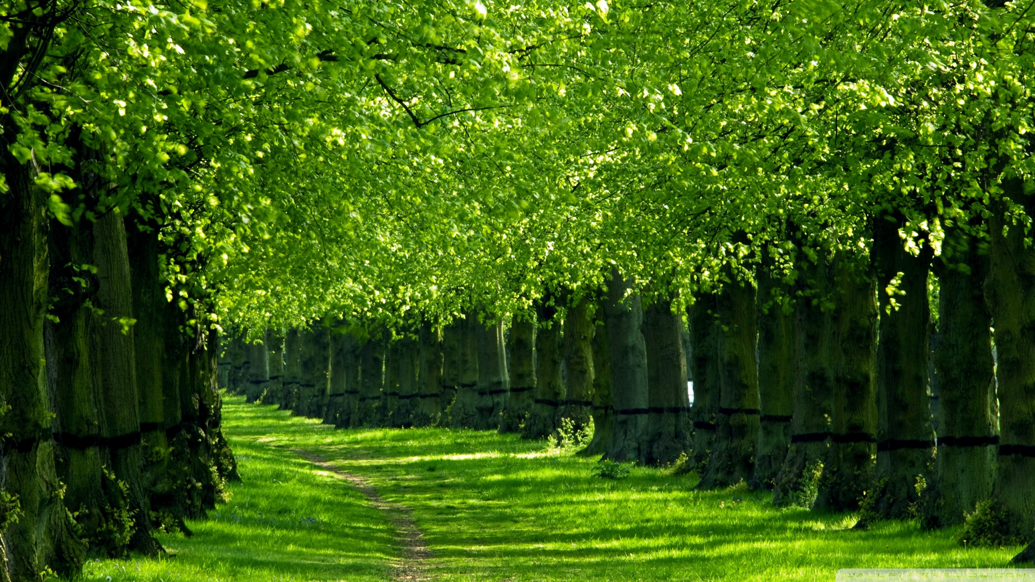 Detail Trees Images Hd Nomer 25