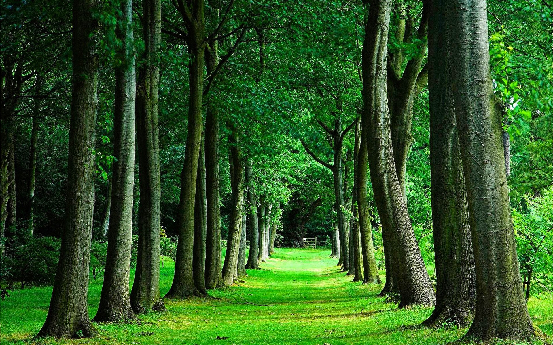 Detail Trees Images Hd Nomer 27