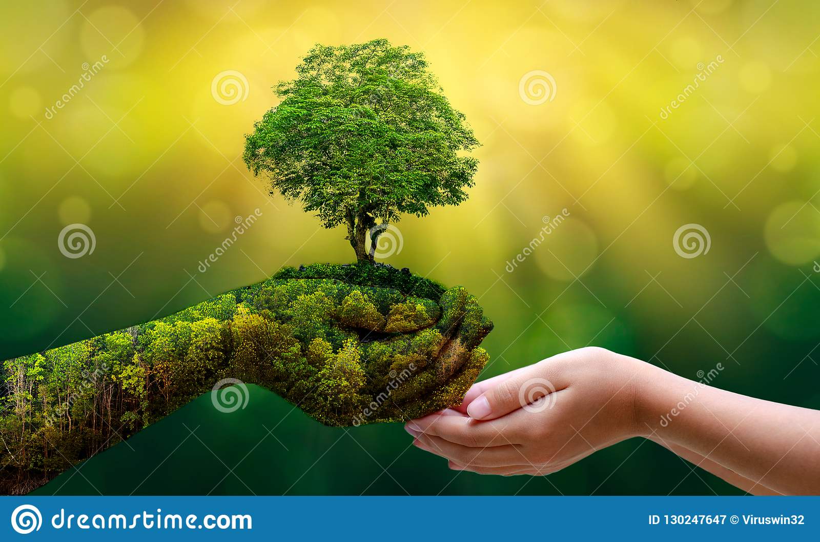 Detail Trees Images Hd Nomer 28