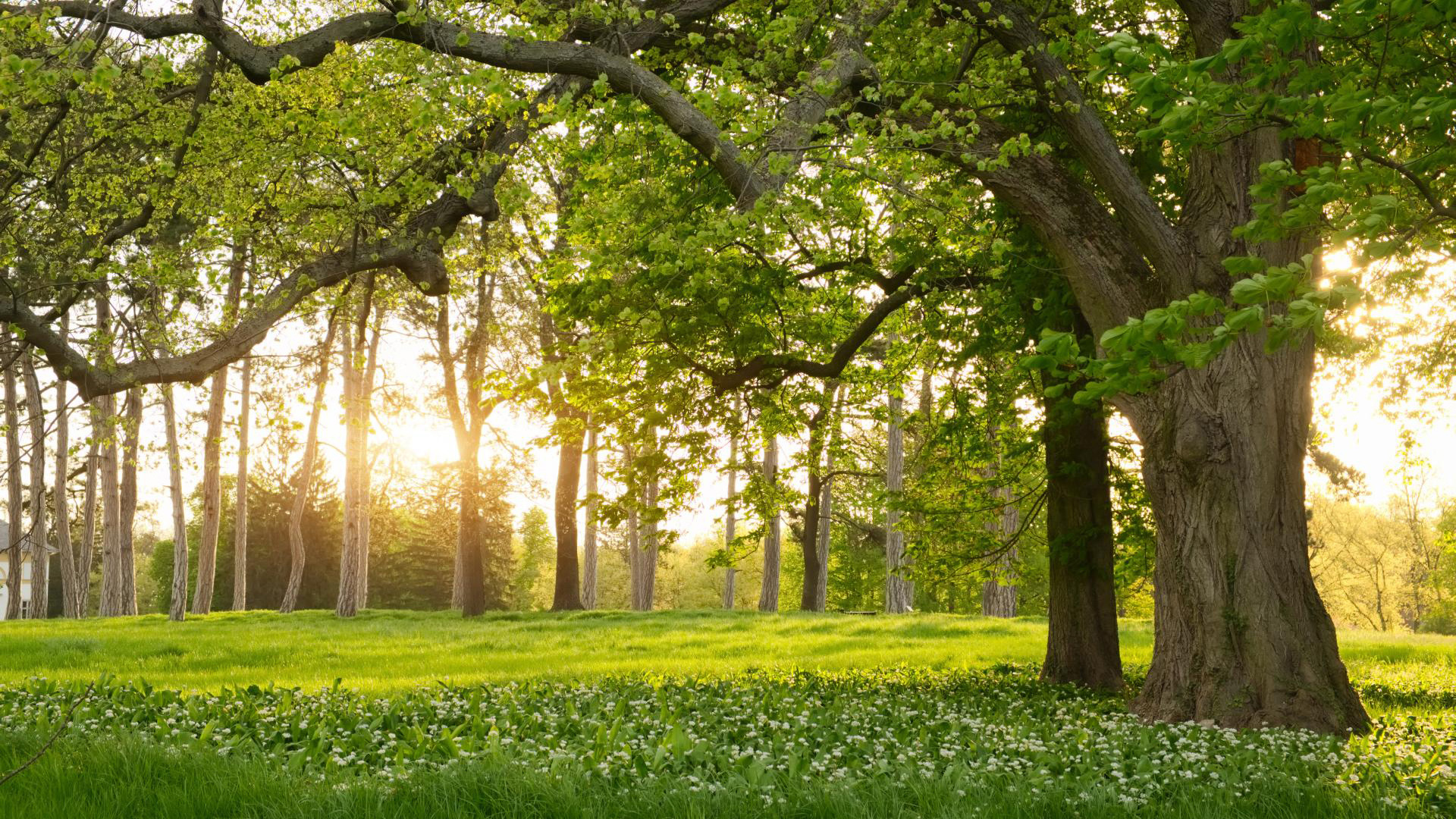Detail Trees Images Hd Nomer 30