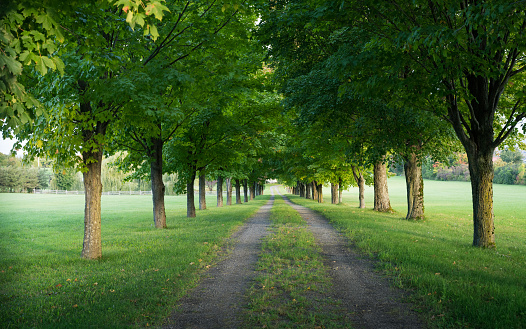 Detail Trees Images Hd Nomer 31