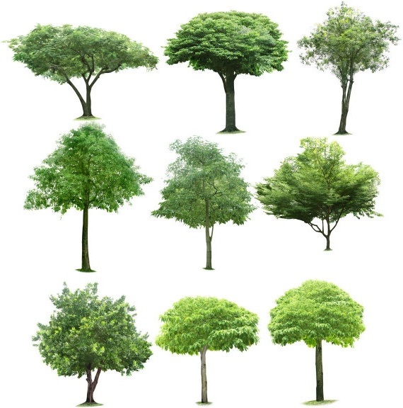 Detail Trees Images Hd Nomer 33
