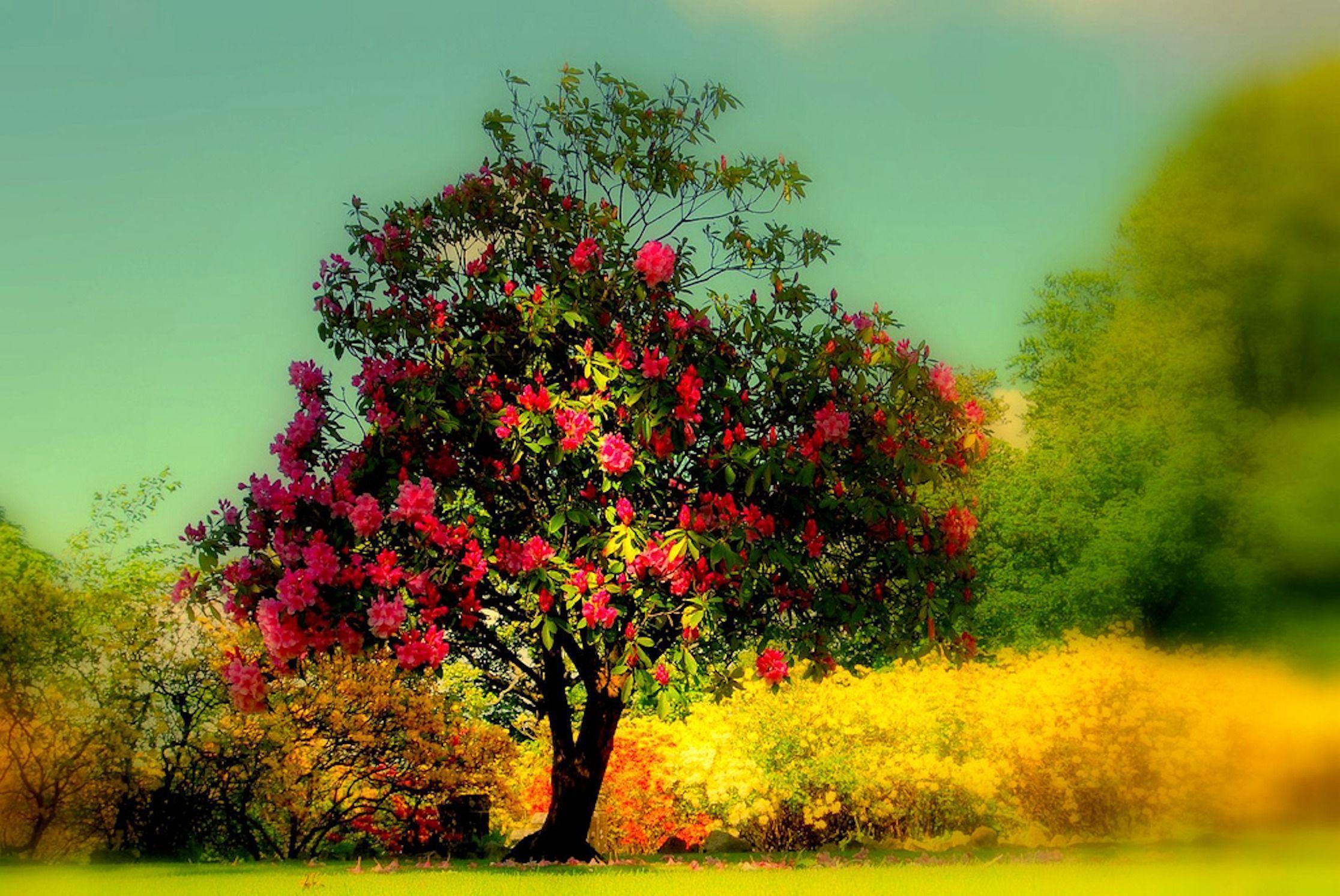 Detail Trees Images Hd Nomer 34