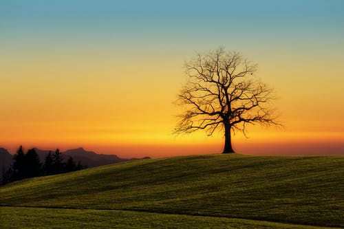 Detail Trees Images Hd Nomer 35