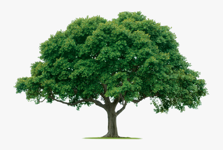 Detail Trees Images Hd Nomer 36